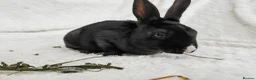 Rex rabbits for sale: Mini rex rabbits, black Vienna marked buck - Advert 17
