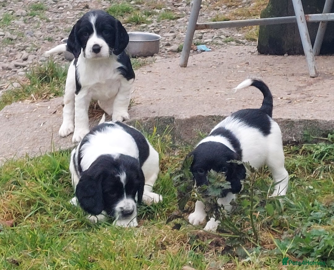 English Springer Spaniel dogs for sale: Quality Spaniel Litter at Sandaharr  - Image 18