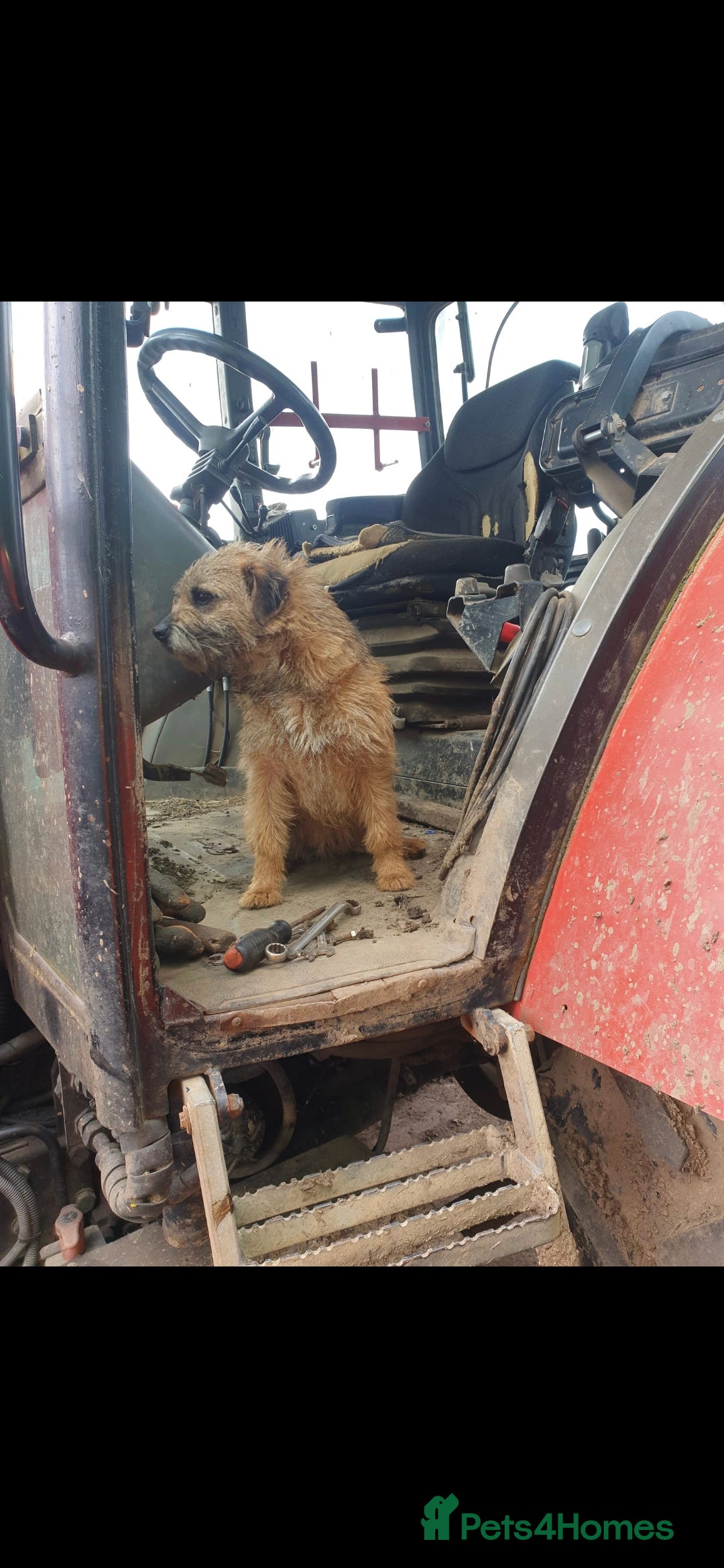 Border Terrier dogs for sale: Stunning border terrier puppys - Image 21