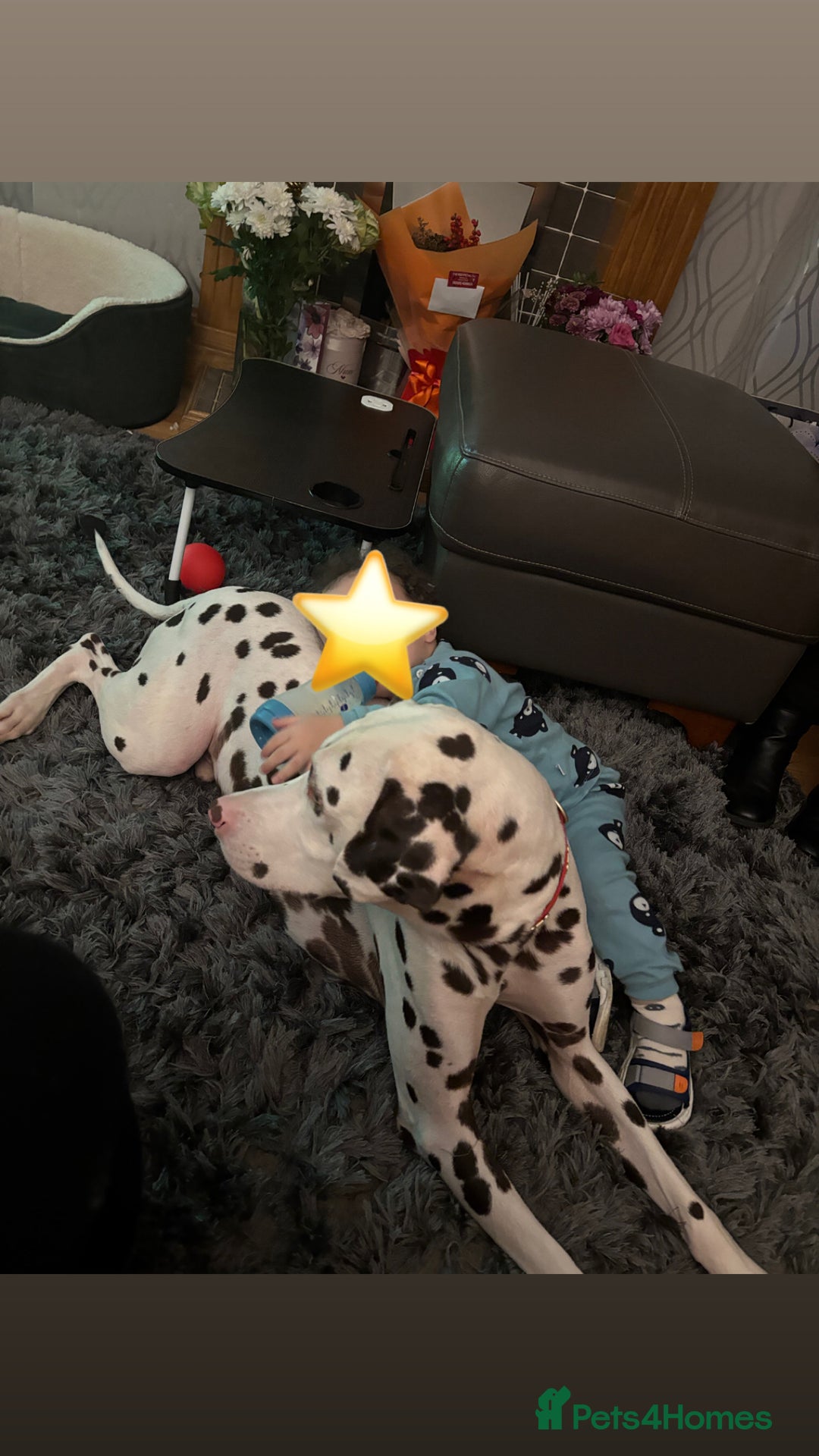 Dalmatian dogs for sale: Oreo  - Advert 2