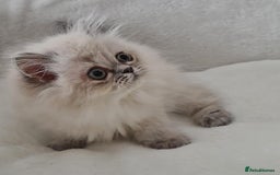 Persian cats for sale: Persian Kittens Looking For New Home - Image 8