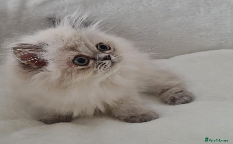 Persian cats - Advert 3