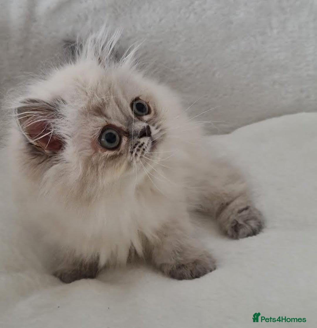 Persian cats for sale: Persian Kittens Looking For New Home - Image 8