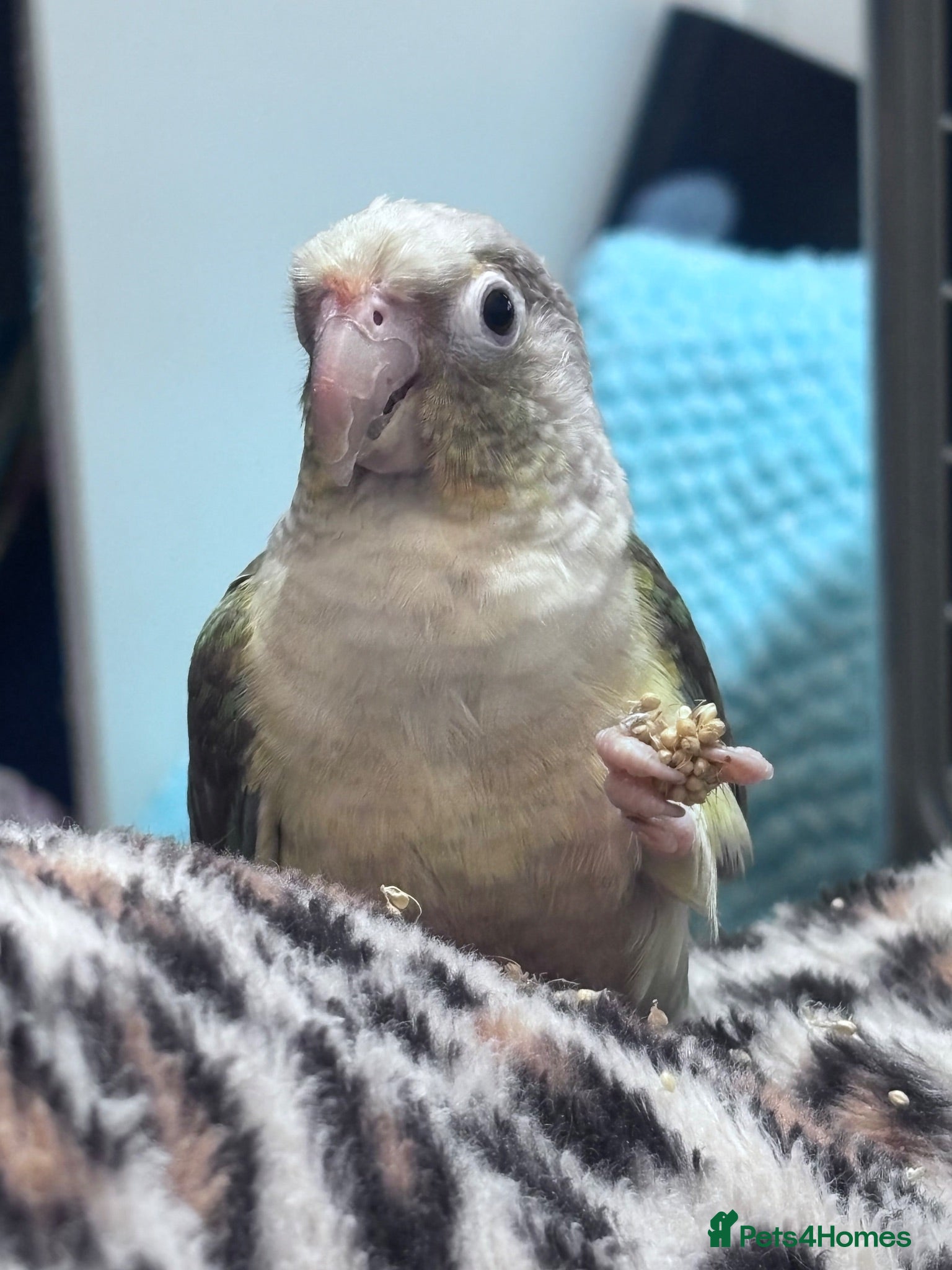 Conures birds Semi tame Cinnamon Conure - Advert 1