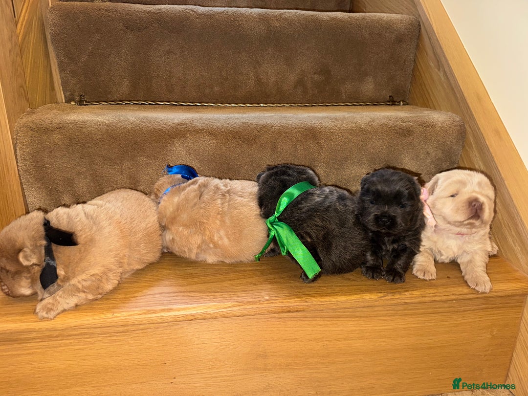 Chow Chow dogs for sale: Stunning kc reg puppies  - Advert 23