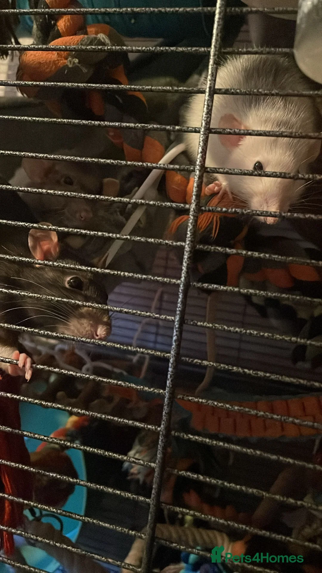 Rat rodents for sale: Rehoming  - Advert 23