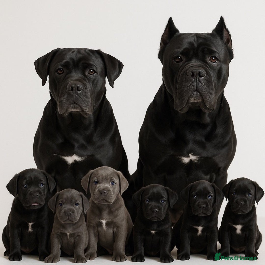 Cane Corso dogs for sale: Stunning litter of 9 - Advert 12