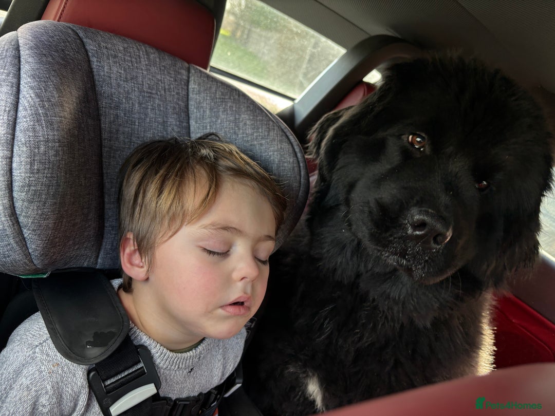Newfoundland dogs for sale: Beautiful girl for rehoming  - Image 3