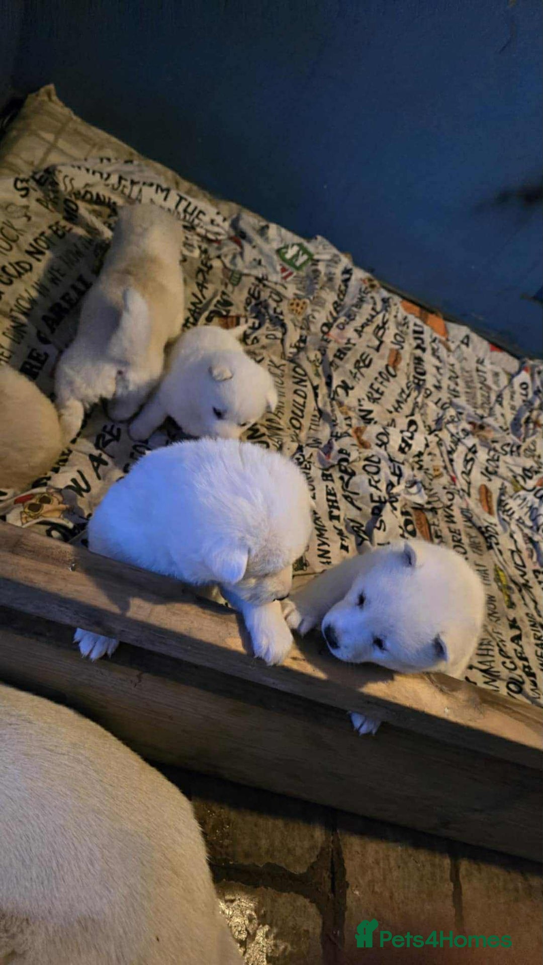 Huskita dogs for sale: 4 beautiful female akita X husky - Advert 6