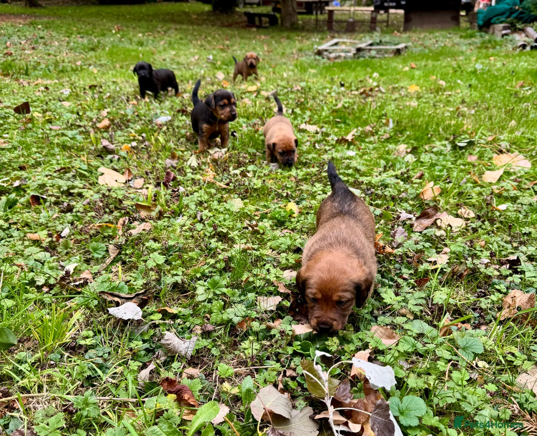 Mixed Breed dogs for sale: 🖤 BOLD Patterdale X  puppies 🖤 - Image 7