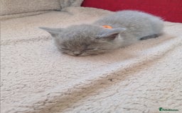 British Shorthair cats for sale: BRITISH SHORT HAIR KITTENS  in Gloucester - Image 4