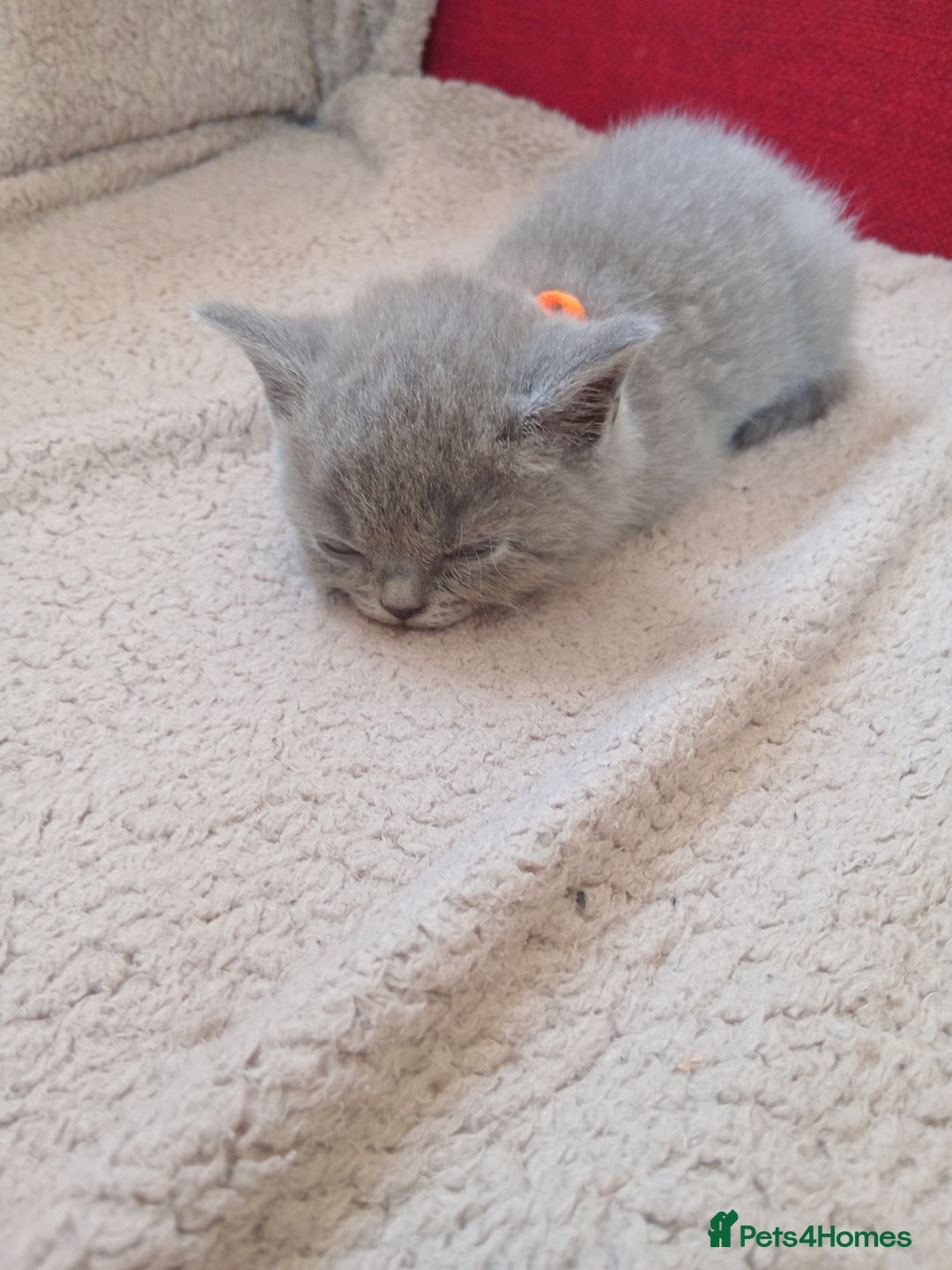 British Shorthair cats for sale: BRITISH SHORT HAIR KITTENS  in Gloucester - Image 4