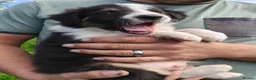 Border Collie dogs for sale: Border collie puppies - Advert 5