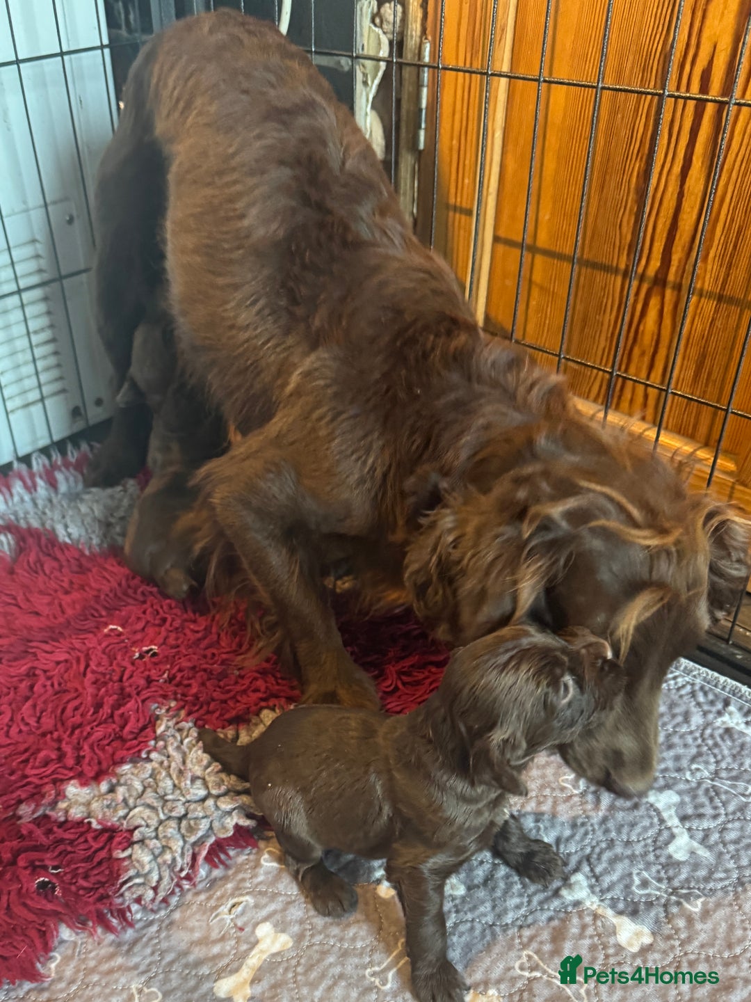 Cocker Spaniel dogs for sale: Beautiful Working Cocker Spaniel puppies - Image 11