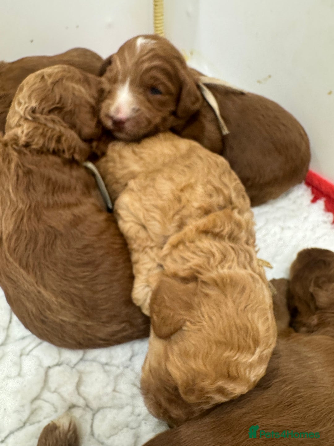 Aussiedoodle dogs for sale: Australian labradoodle puppies  - Image 13