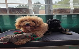 Cavapoo dogs for sale: Cavapoo puppies NEED HOME  - Image 2