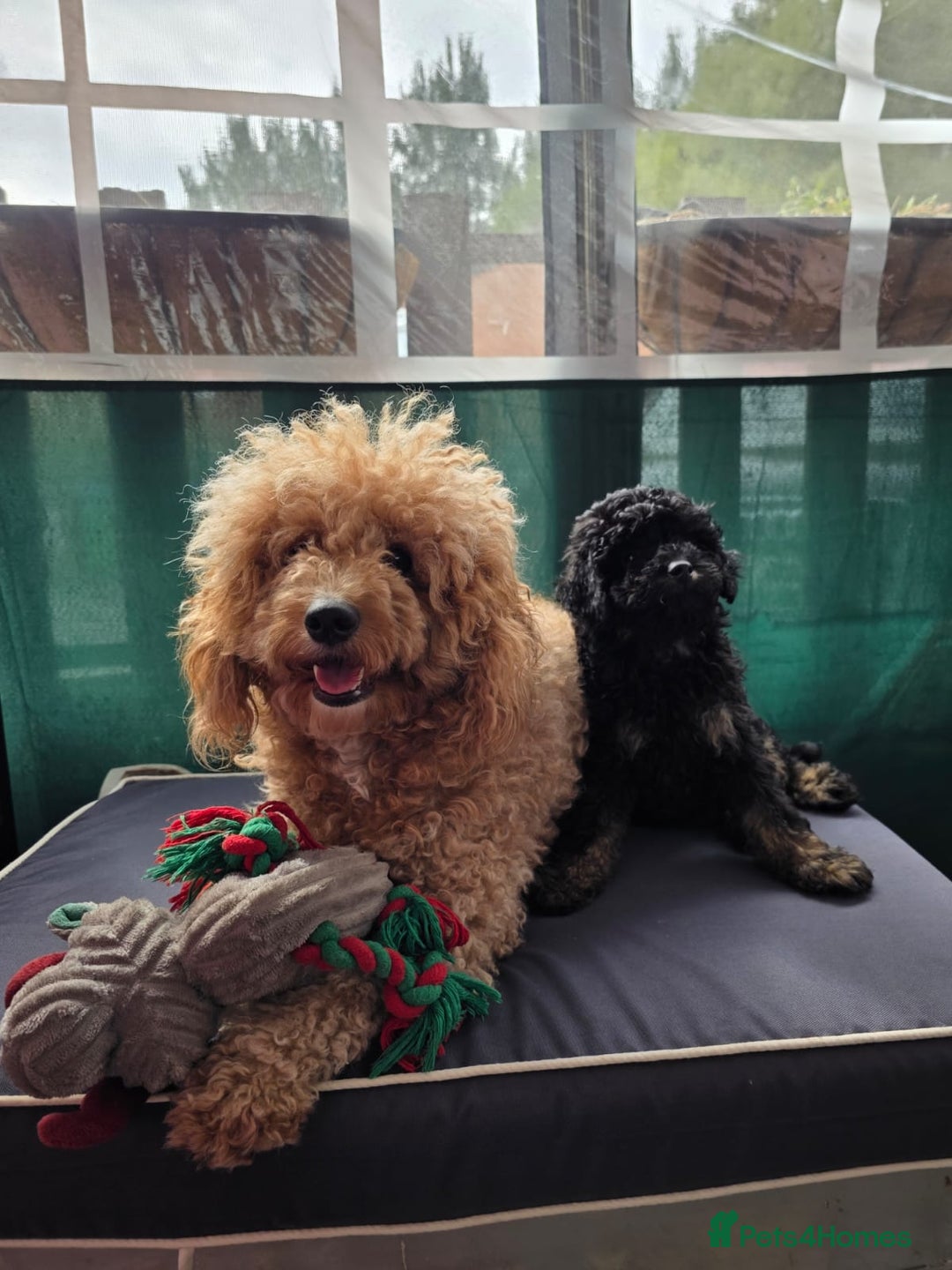 Cavapoo dogs for sale: Cavapoo puppies NEED HOME  - Image 2