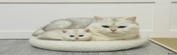 British Shorthair cats for sale: STUNNING GCCF BRITISH SHORTHAIR😍😍 - Advert 2