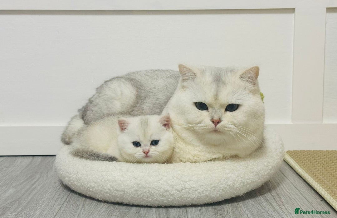 British Shorthair cats for sale: STUNNING GCCF BRITISH SHORTHAIR😍😍 - Advert 2