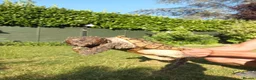 Turtle reptiles for sale: Alligator snapping turtle for sale in Romford - Advert 6