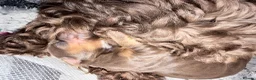 Cockapoo dogs for sale: Miniature cockapoo pups for sale  in Swindon - Advert 6