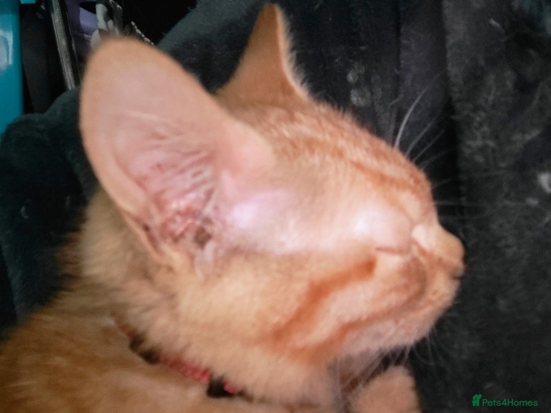 British Shorthair cats for sale: Ginger kitten - Image 2