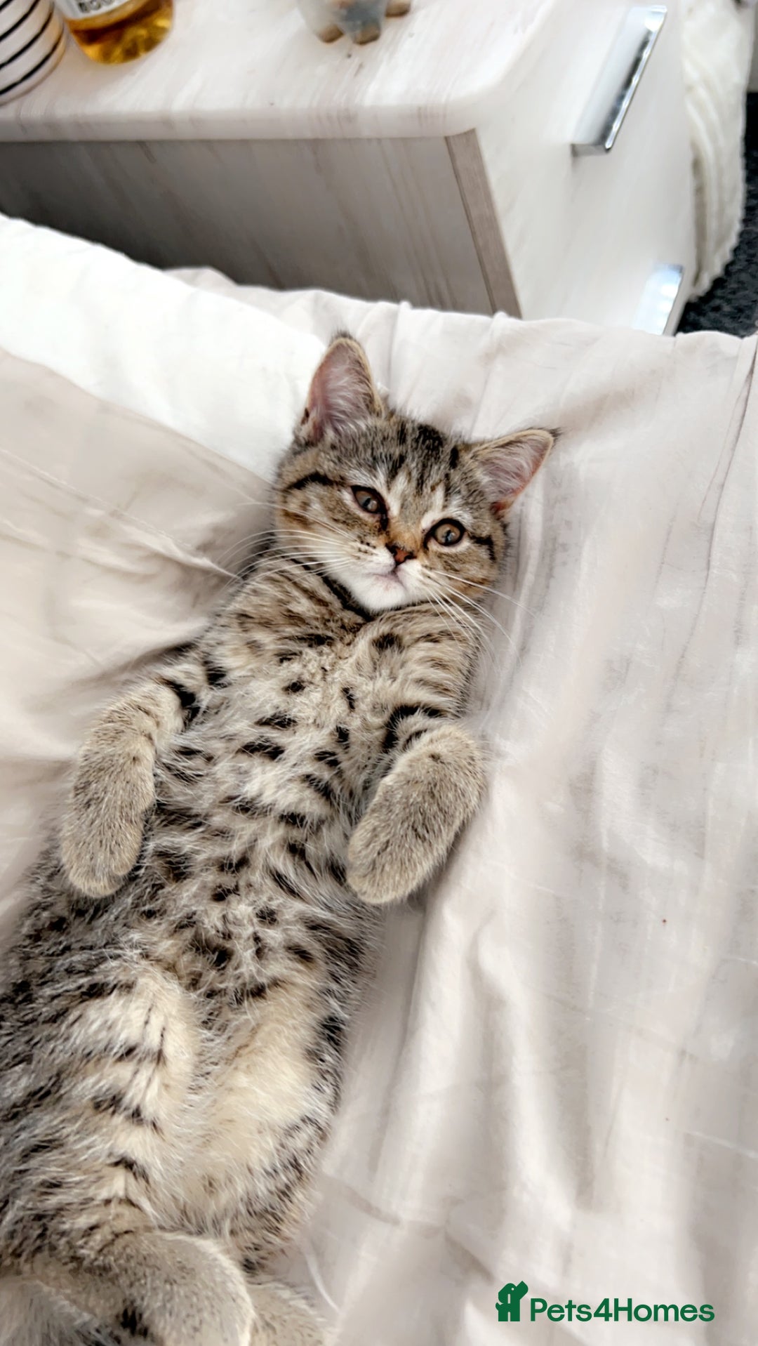 Persian cats for sale: Shorthair Doll face Persian X British longhair  - Image 7