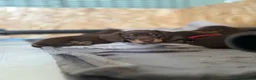 Miniature Dachshund dogs for sale: Beautiful Smooth Hair Miniature Dachshund - Advert 4