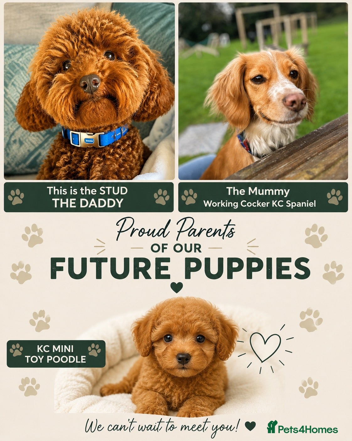 Cockapoo dogs 🐾 COCKAPOO PUPPIES DUE 6TH SEPTEMBER 🐾 - Advert 2