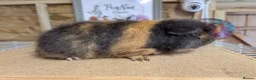 Guinea Pig rodents for sale: Swiss Guinea Pigs - Advert 4