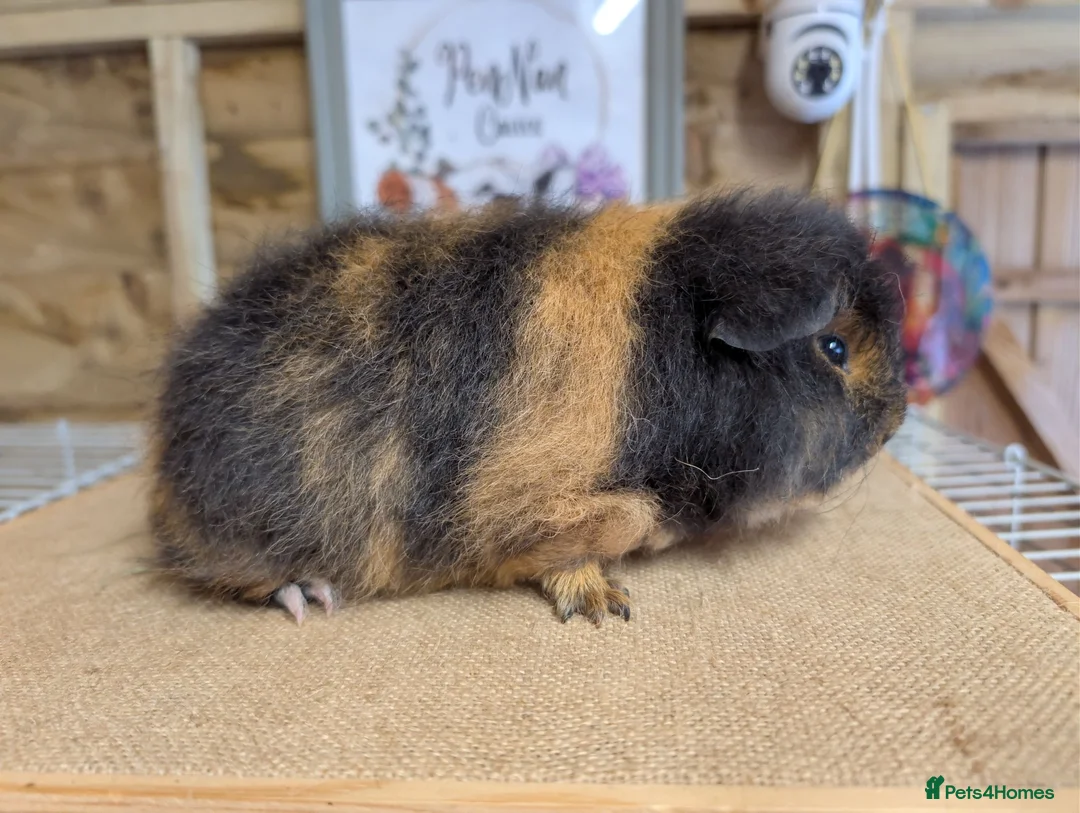 Guinea Pig rodents for sale: Swiss Guinea Pigs - Advert 4