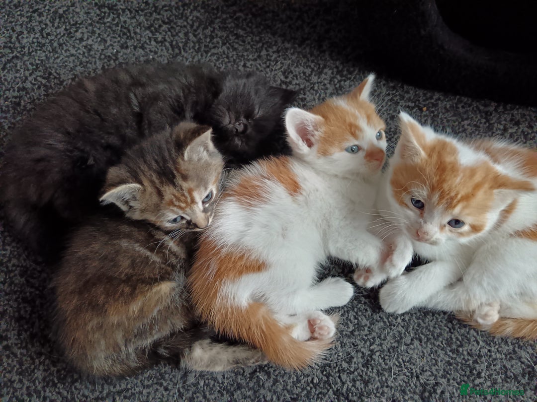 Mixed Breed cats for sale: 3 Gorgeous Kittens - Image 2