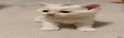 Scottish Fold cats for sale: Scottish Folds & Straights  - Advert 8