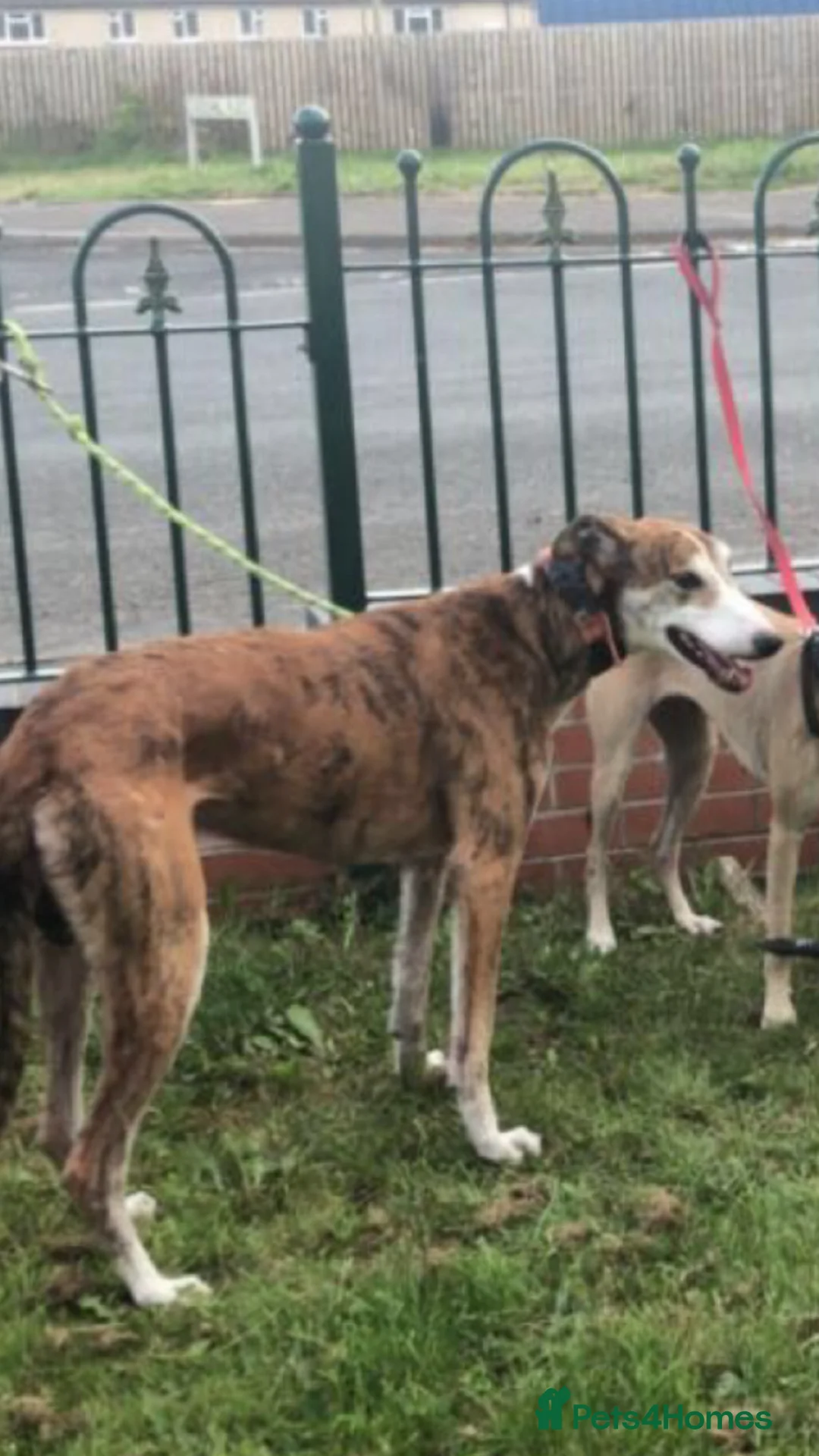 Mixed Breed dogs for sale: Whippet x  greyhound puppies - Advert 11