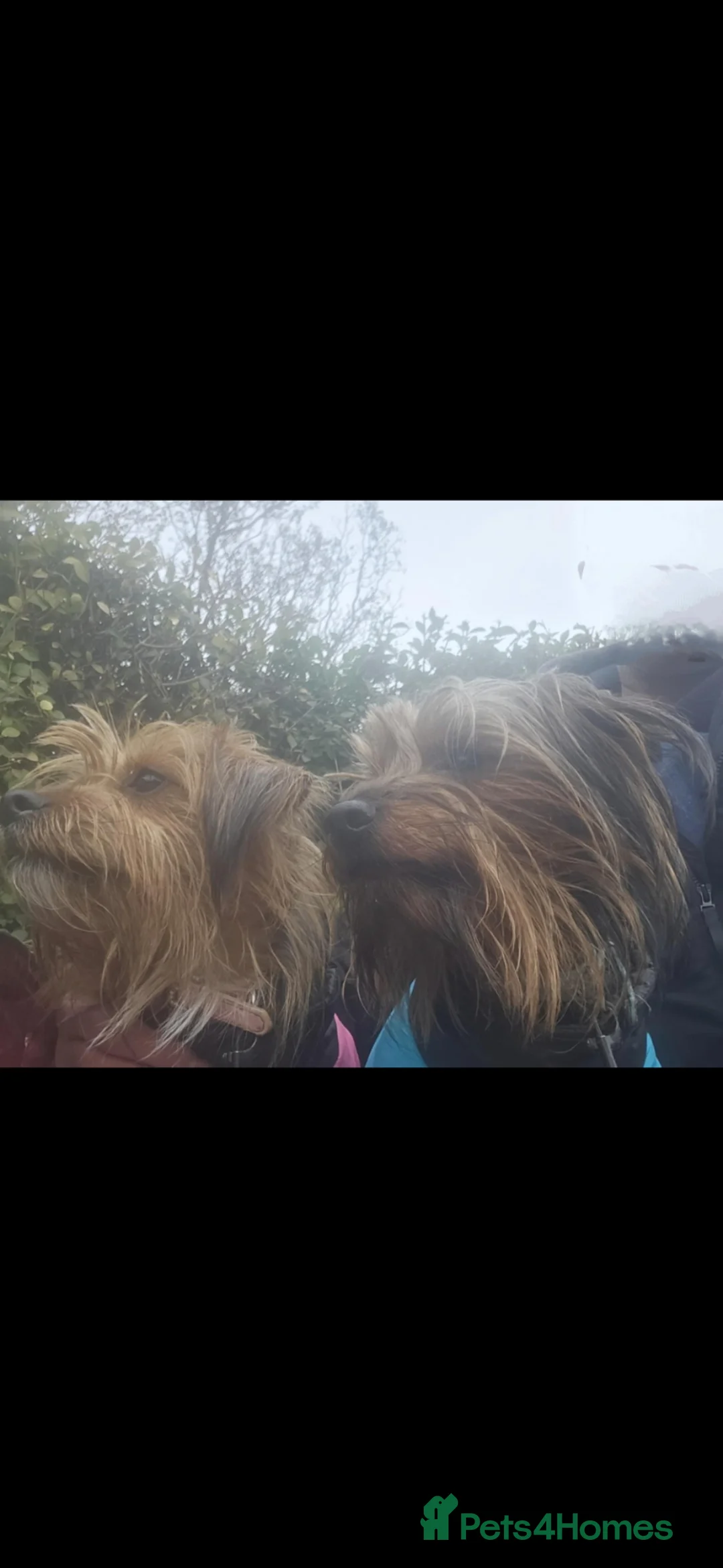 Yorkshire Terrier dogs for sale: 6 beautiful Yorkshire terriers puppies - Advert 9