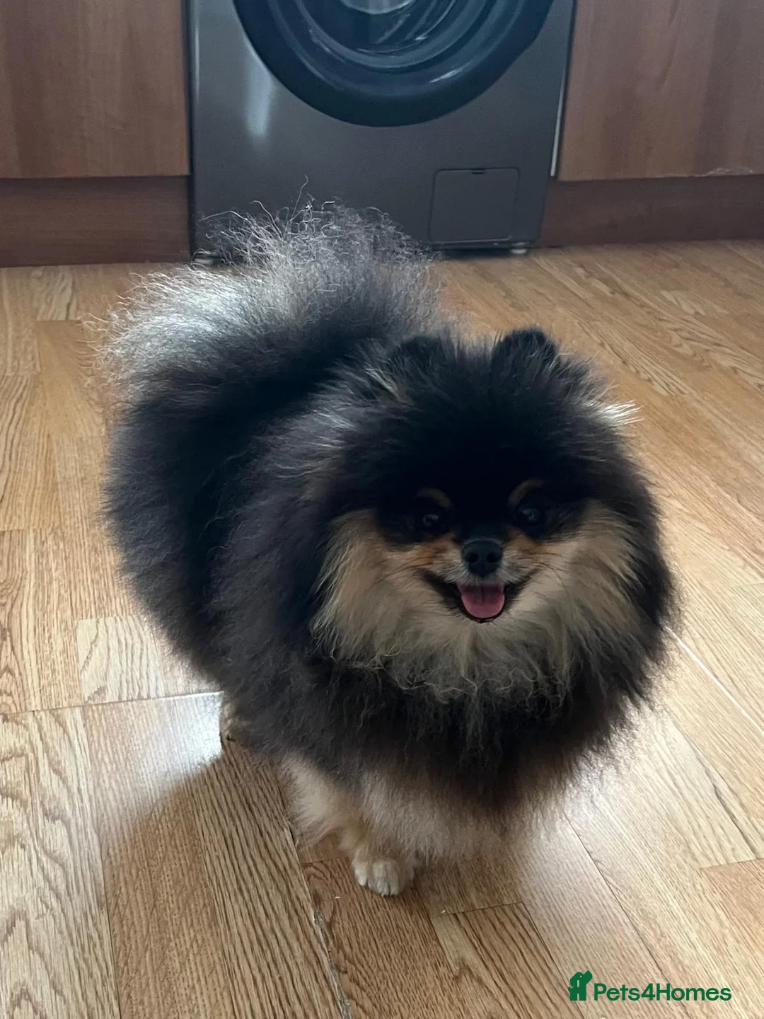 Pomeranian dogs for sale: MAGICAL PURE POMERANIAN KC - Advert 2