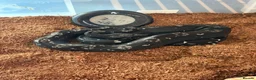 Boa Snake reptiles for sale: Black devil boa in Bristol - Advert 2