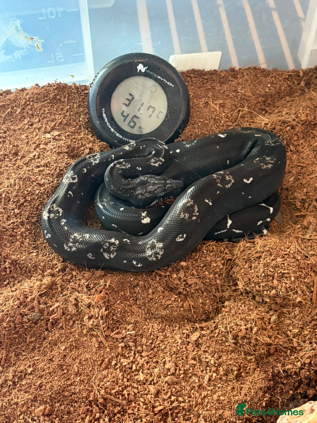 Boa Snake reptiles for sale: Black devil boa in Bristol - Advert 2