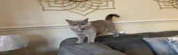 British Shorthair cats for sale: Gorgeous British shorthair cat in Manchester - Advert 10