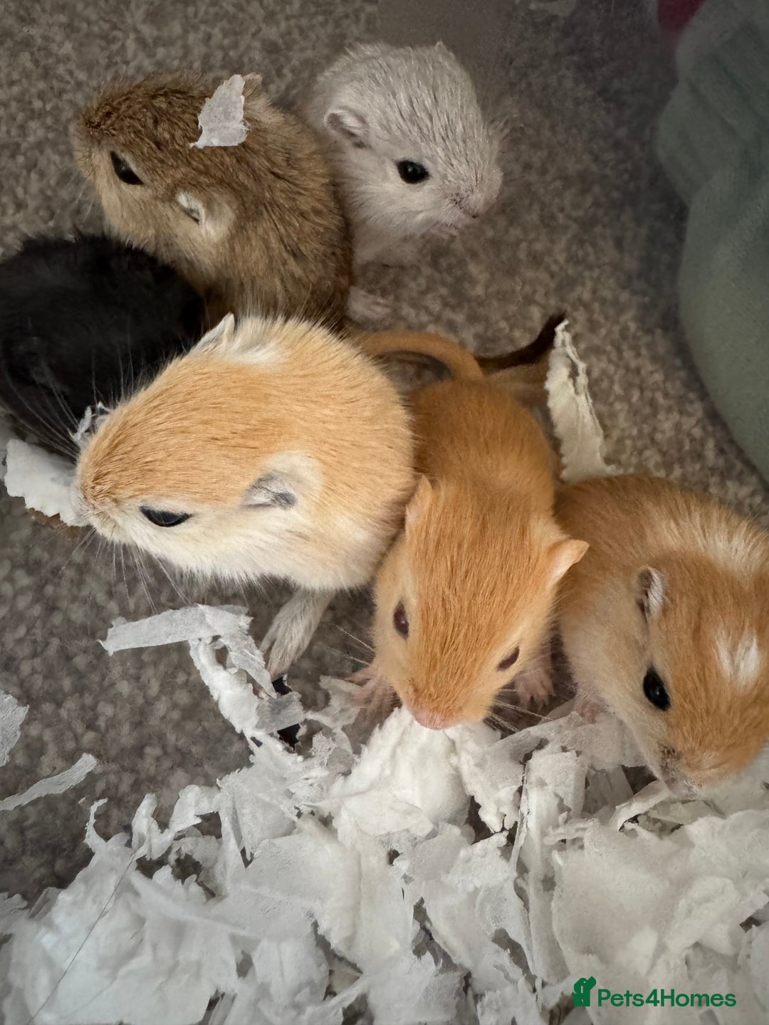 Gerbil rodents for sale: Baby gerbils ready soon - Advert 2