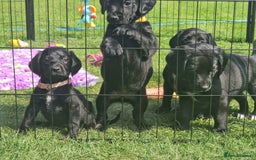 Springador dogs for sale: 💥FULL HEALTH TESTED BLACK SPRINGERDORS FOR SALE💥 in Market Drayton - Image 18