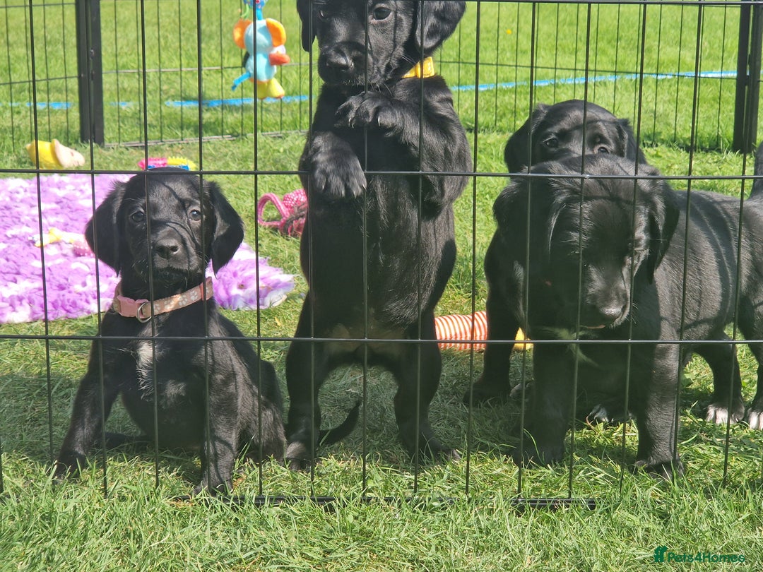 Springador dogs for sale: 💥FULL HEALTH TESTED BLACK SPRINGERDORS FOR SALE💥 in Market Drayton - Image 18