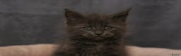 Maine Coon cats for sale: Mainecoon kittens TICA REGISTERED stunning - Advert 21
