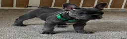 French Bulldog dogs for sale: Beautiful French Bulldog Puppies  - Advert 4