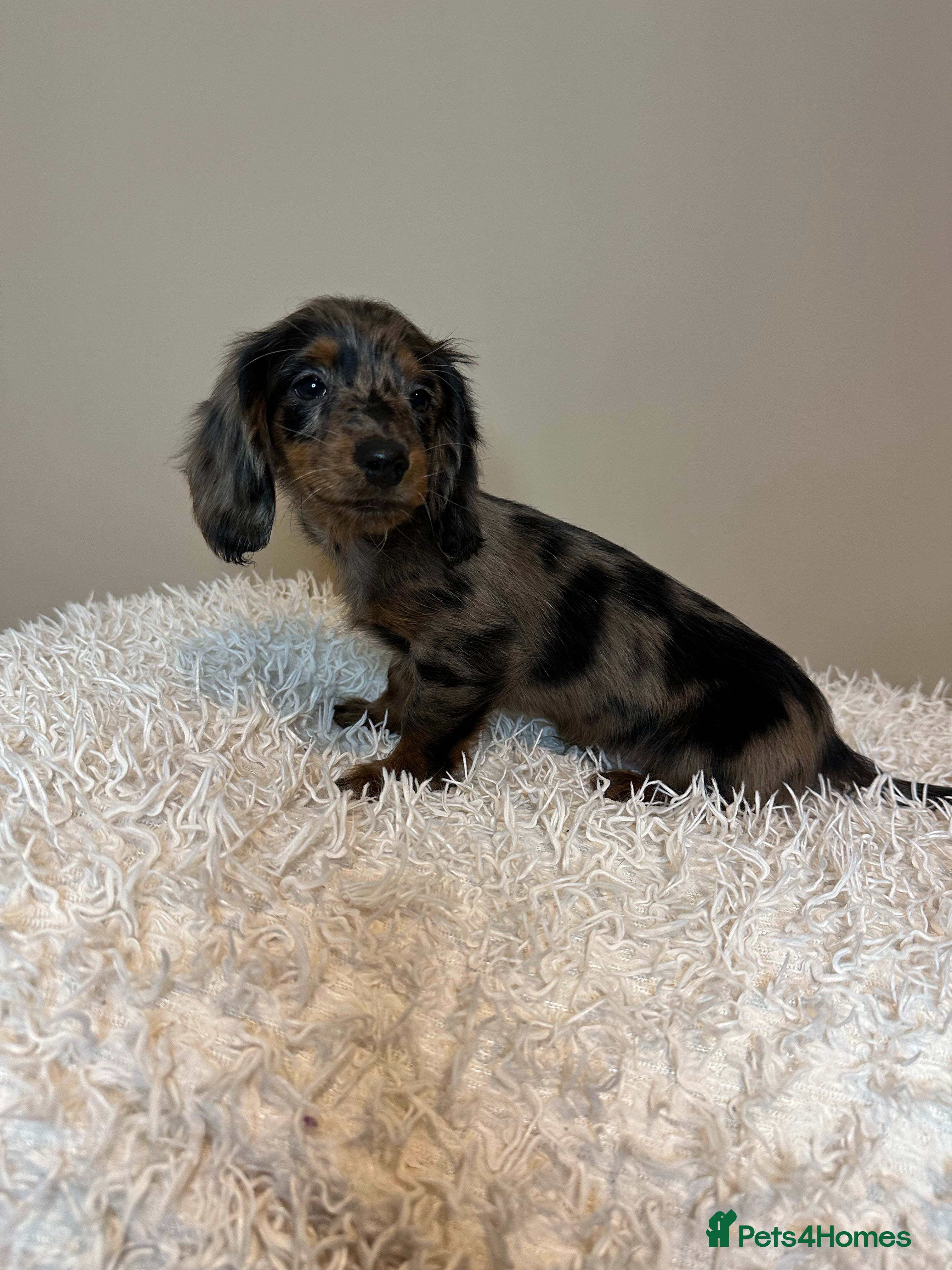 Miniature Dachshund dogs Long Haired Miniature Dachshund puppies - Advert 11