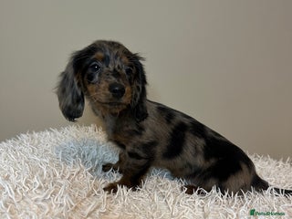 Miniature Dachshund dogs Long Haired Miniature Dachshund puppies - Advert 1
