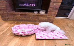 Bichon Frise dogs for sale: KC Registered Pedigree Bichon Frise Puppies - Image 9