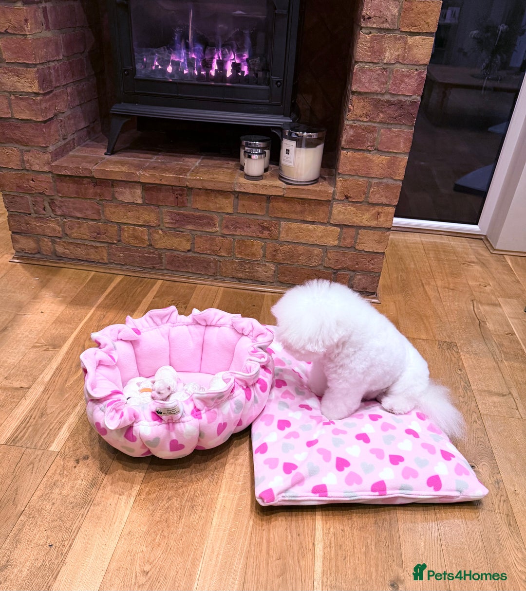 Bichon Frise dogs for sale: KC Registered Pedigree Bichon Frise Puppies - Image 9