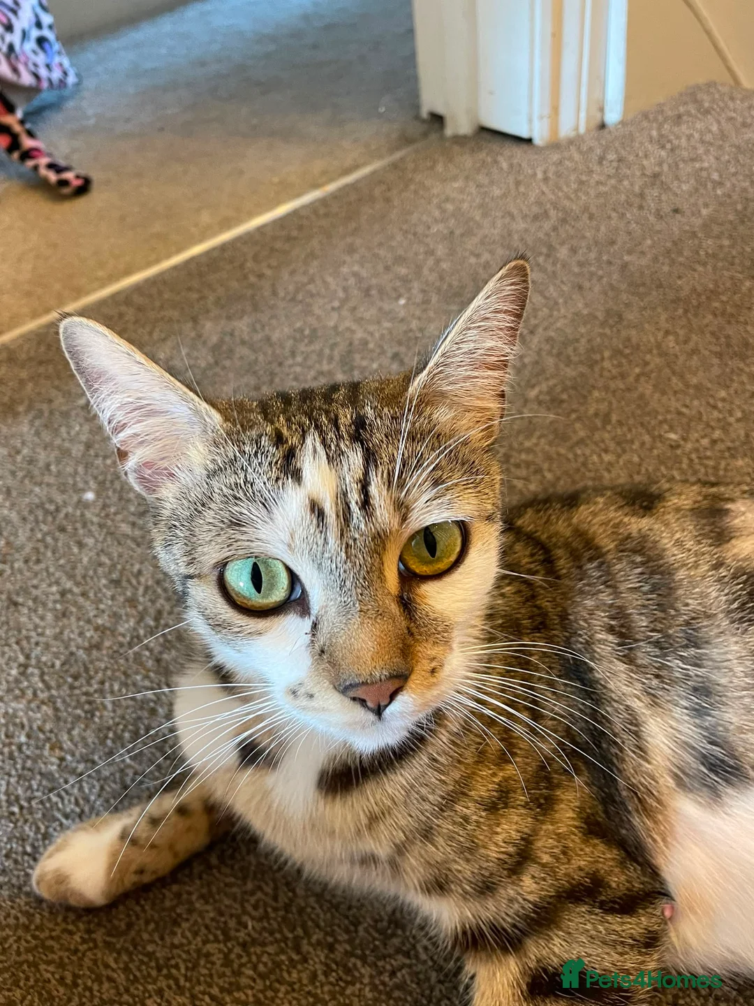 Mixed Breed cats for sale: Mixed breed kittens - Advert 6
