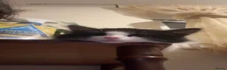 Mixed Breed cats for sale: Mix breed tuxedo kitten in Cheltenham - Advert 2